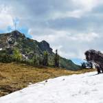 Hund mit Griessenkar-Gipfel im Hintergrund