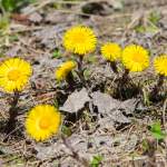 Huflattich Frühlingsboten - Blumen in Wagrain